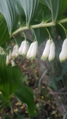 Polygonatum × hybridum