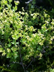 Galium californicum