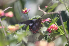 Mimoides thymbraeus aconophos