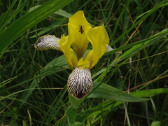 Iris variegata
