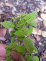 Hesperocnide tenella