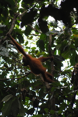 Pongo abelii