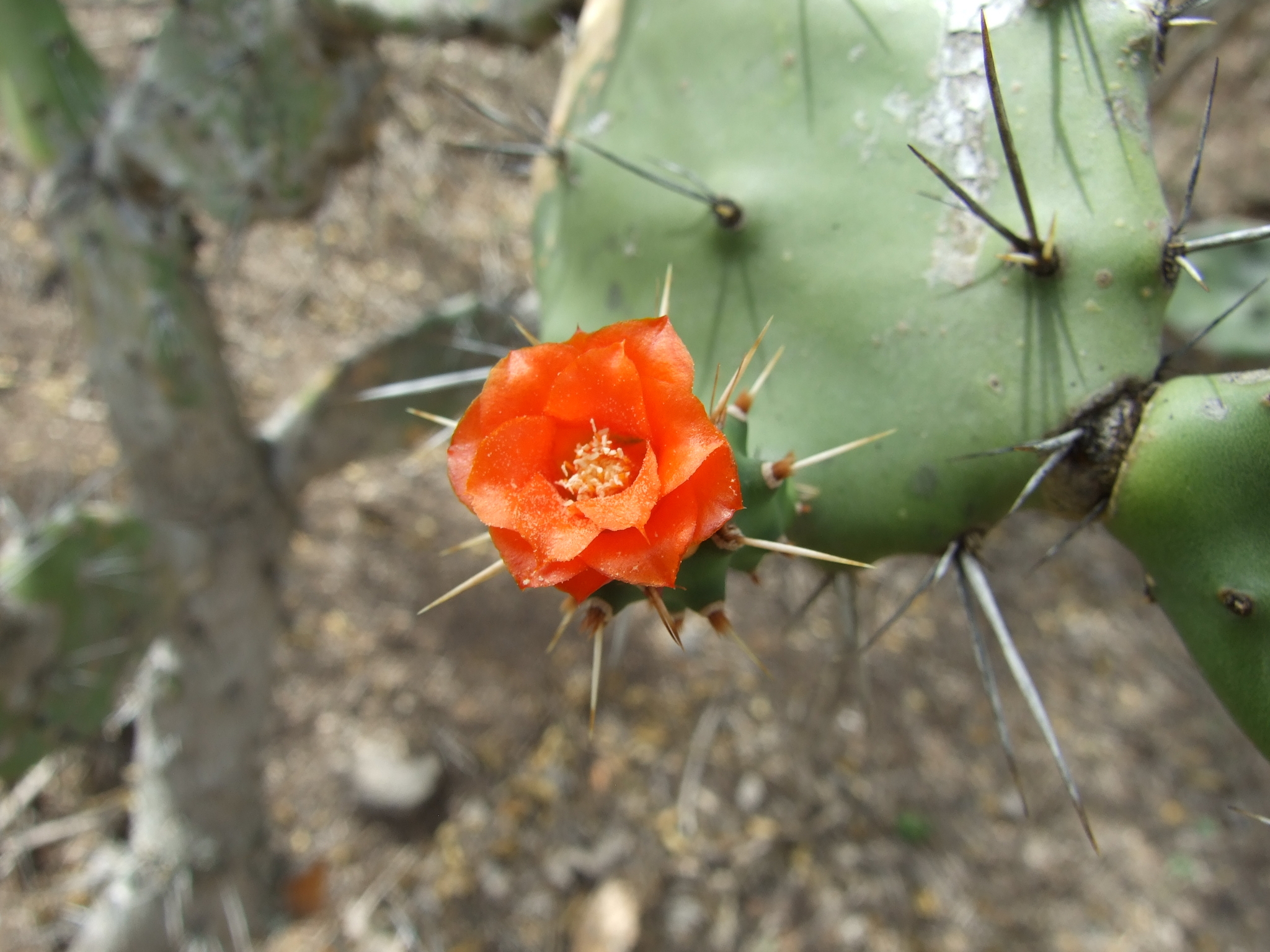 Opuntia quitensis image