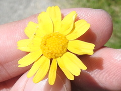 Tetraneuris linearifolia