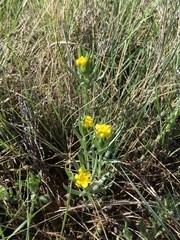 Lithospermum multiflorum