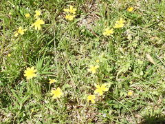 Tetraneuris linearifolia