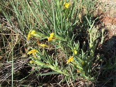 Lithospermum multiflorum