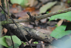 Aphaniotis acutirostris