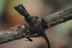 Aphaniotis acutirostris