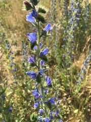 Echium vulgare