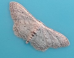 Idaea minuscularia