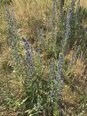 Echium vulgare