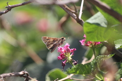 Lon melane vitellina