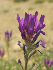 Astragalus onobrychis