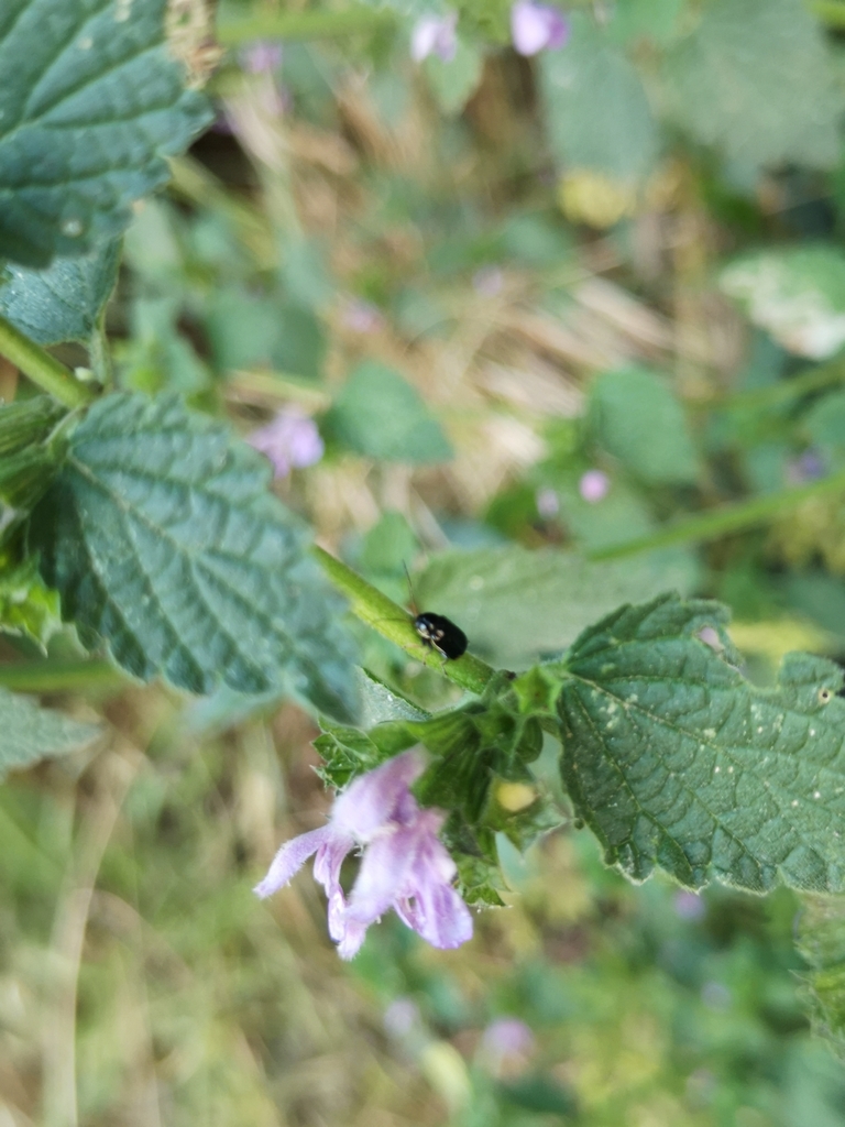 Cryptocephalus renatae