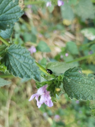 Cryptocephalus renatae