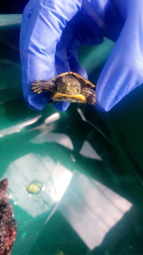 photo of Common Slider (Trachemys scripta)