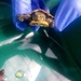 photo of Common Slider (Trachemys scripta)