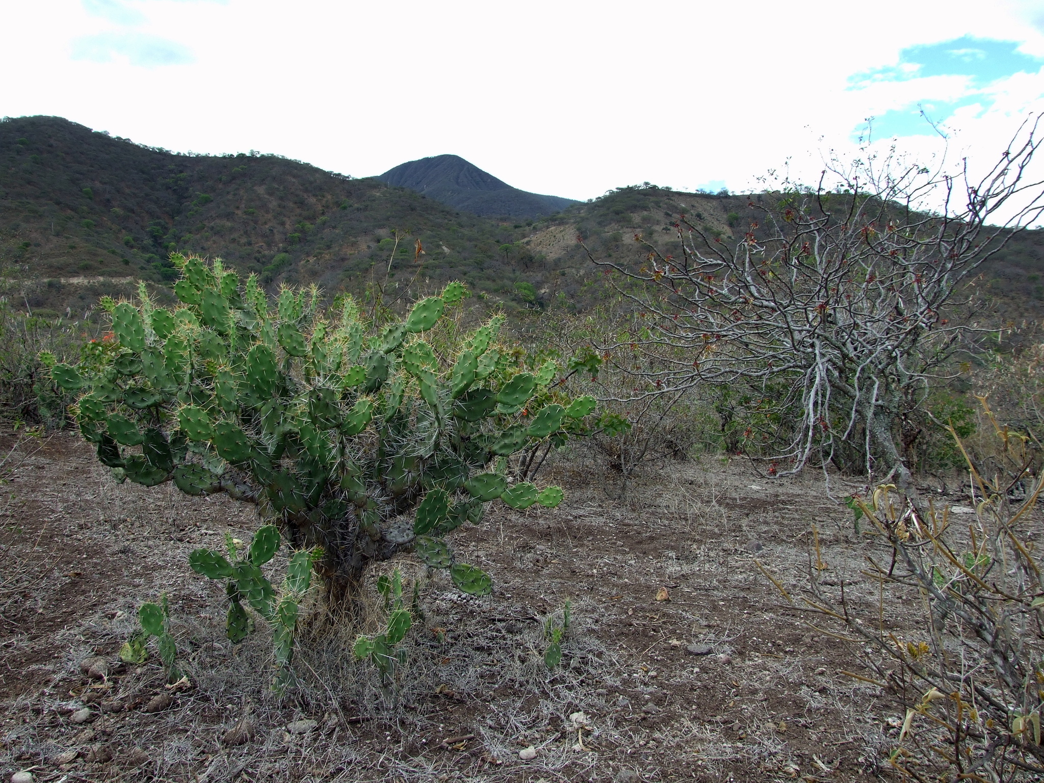 Opuntia quitensis image