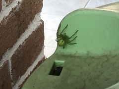 Micrommata virescens