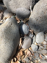 Lampropeltis pyromelana