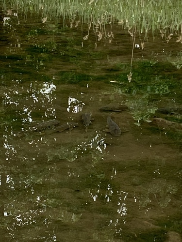 photo of European Carp (Cyprinus carpio)