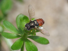 Paragus