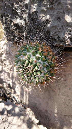 Mammillaria compressa