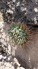 Compressa Cactus (Mammillaria compressa)