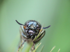 Labidostomis