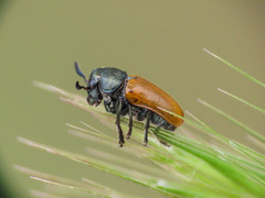 Labidostomis