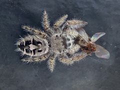 Phidippus putnami
