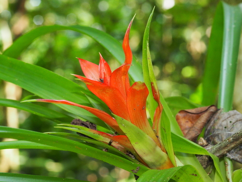 Guzmania lingulata