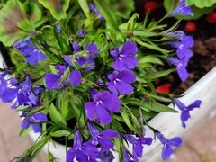 Lobelia erinus