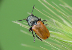 Labidostomis