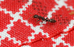 Pseudomyrmex oculatus