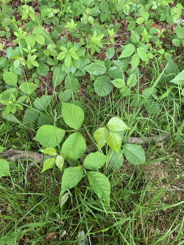 photo of Poison Ivies And Oaks (Toxicodendron)