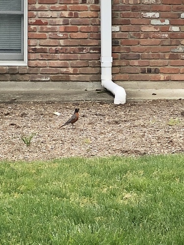 photo of American Robin (Turdus migratorius)