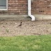 photo of American Robin (Turdus migratorius)