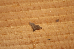 Pilocrocis ramentalis