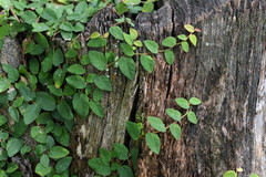 Ficus pumila image