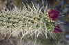 Big Bend Cane Cholla - Photo (c) Ad Konings, some rights reserved (CC BY-NC), uploaded by Ad Konings