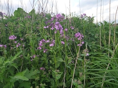 Hesperis matronalis