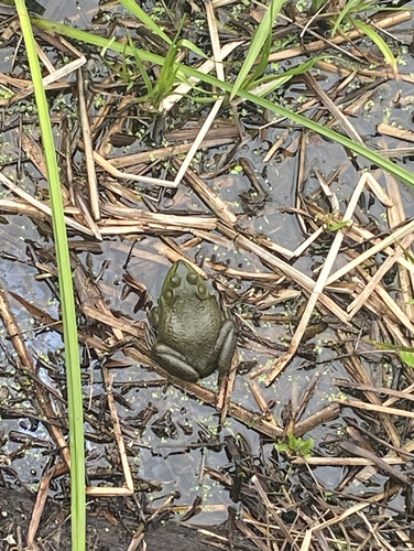 photo of American Bullfrog (Lithobates catesbeianus)