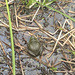 photo of American Bullfrog (Lithobates catesbeianus)