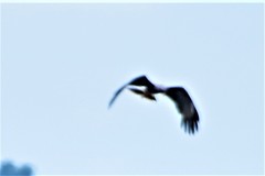 Rostrhamus sociabilis plumbeus
