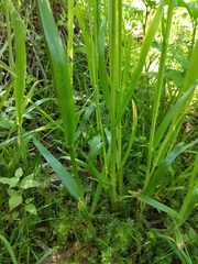 Poa remota