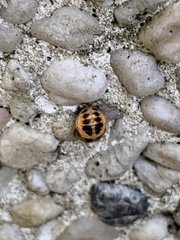 Harmonia axyridis