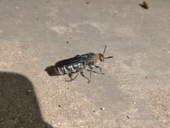 Scoliidae