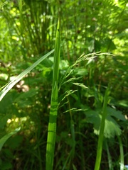 Poa remota